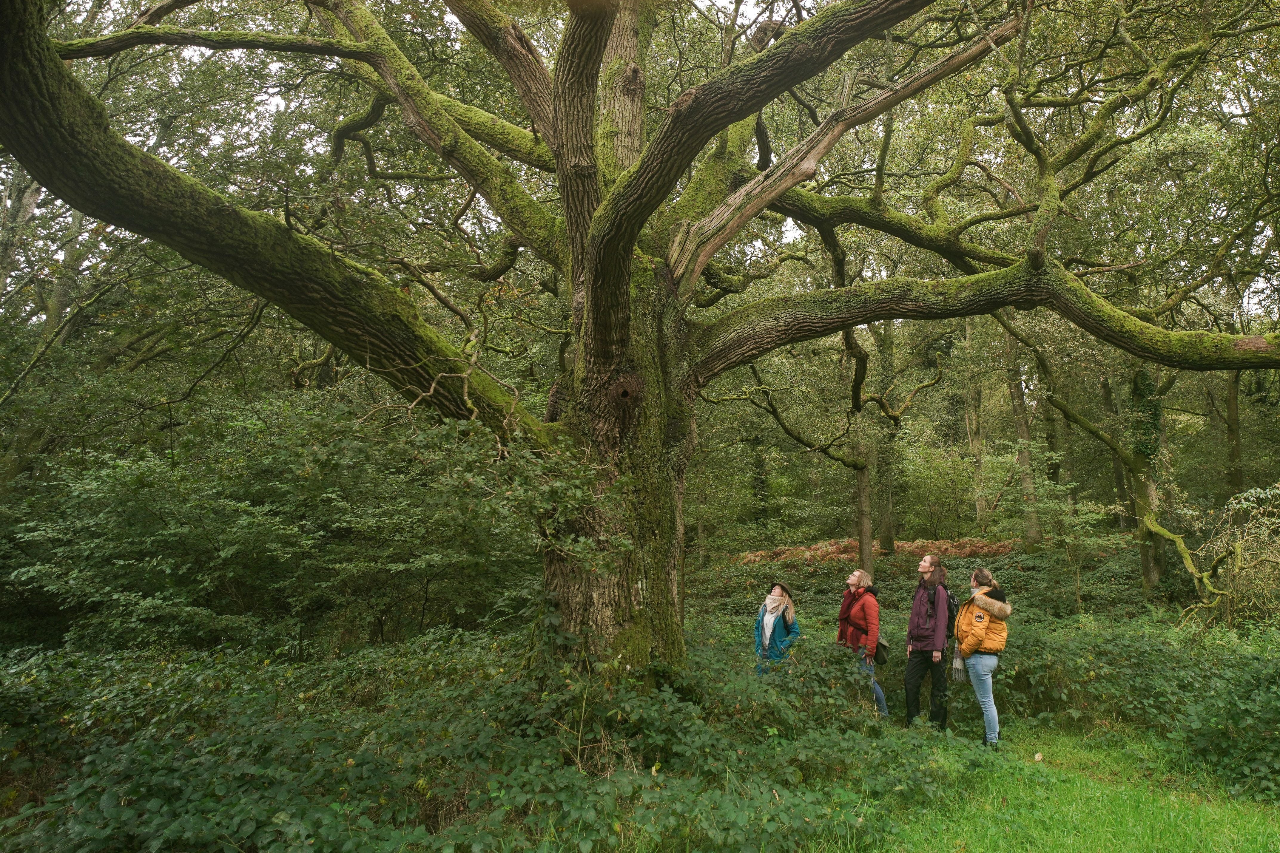 Forest Bathing Experience