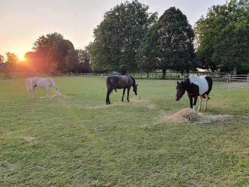 Healing Through Horses